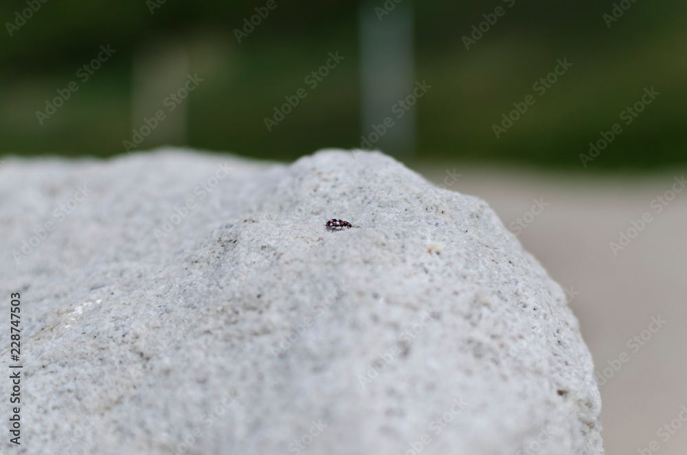 Fototapeta premium sandy background with lady beetle