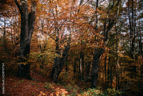 Autumn in the mountains © Olha