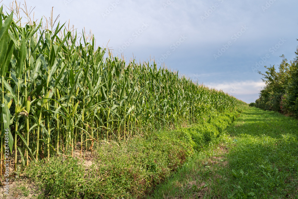 Closeup of a cornfield with ripe corn