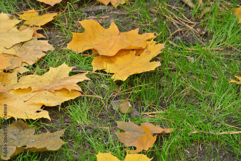 fallen maple leaves in young grass, lawn