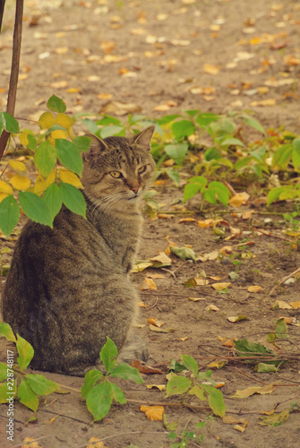 striped gray cat sits half a turn under a autumn bush photo