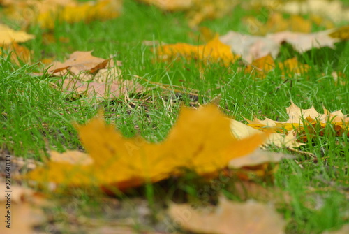 fallen maple leaves in young grass, lawn