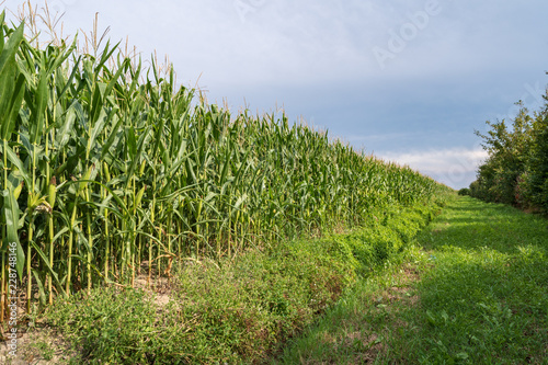 Closeup of a cornfield with ripe corn