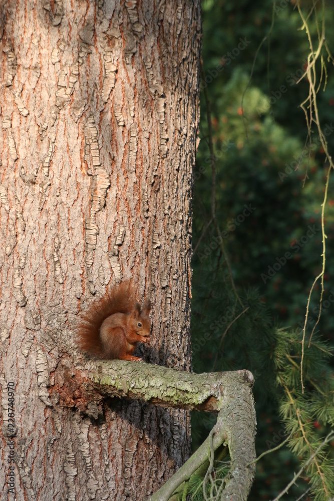 red squirrel on tree red squirrel on tree