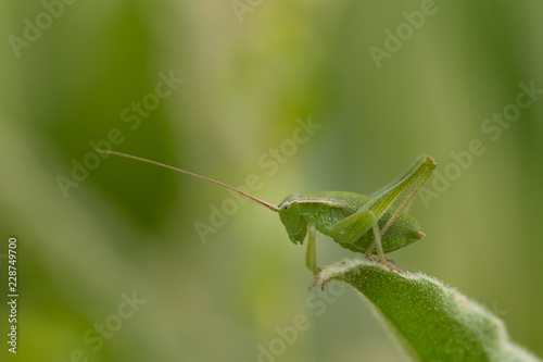 grasshopper on leaf