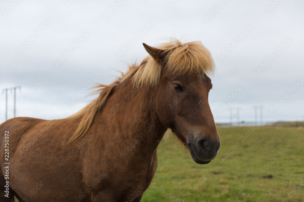Icelandic horses. The Icelandic horse is a breed of horse developed in Iceland. Icelandic horses. The Icelandic horse is a breed of horse developed in Iceland.