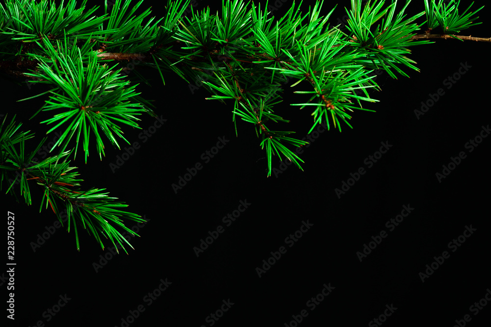 Christmas tree and ornament
Christmas tree and ornament