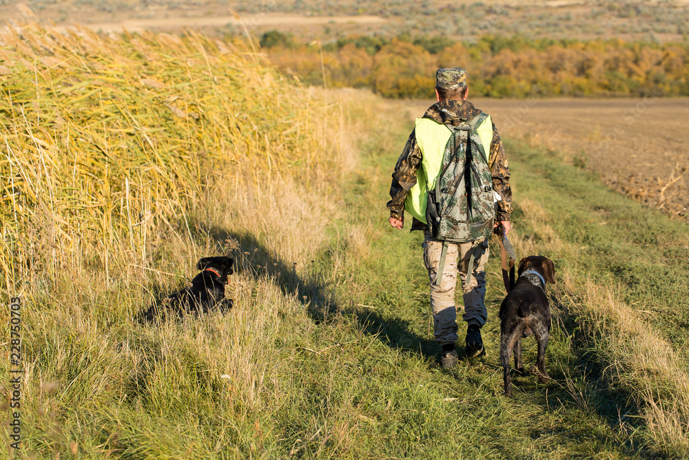 Hunters with a german drathaar and spaniel, pigeon hunting with dogs in reflective vests Hunters with a german drathaar and spaniel, pigeon hunting with dogs in reflective vests