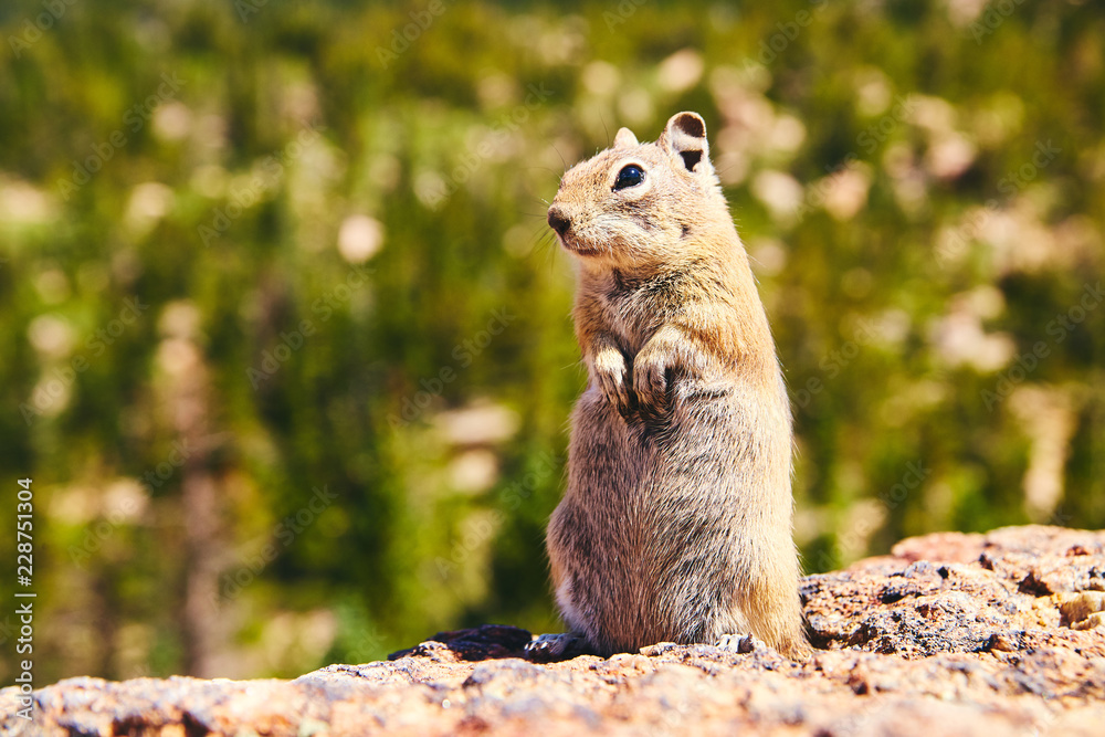 Naklejka premium Tiny Animal Chipmunk Close Detail Furry Cute