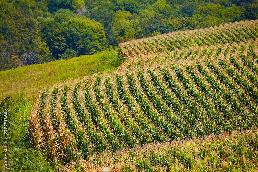 Endless Corn Fields Country Farms of Iowa Endless Corn Fields Country Farms of Iowa
