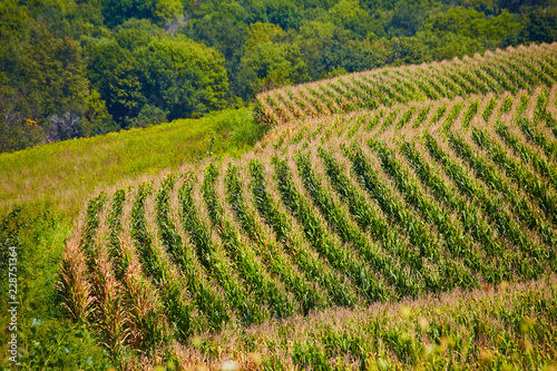 Endless Corn Fields Country Farms of Iowa