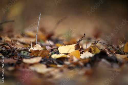 Autumn season forest leafs 