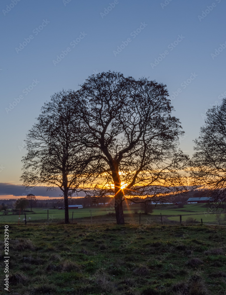 Tree silhouette at sunset in the autumn