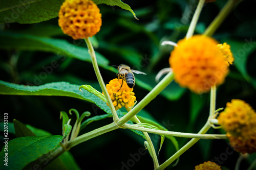 Yellow flower bee