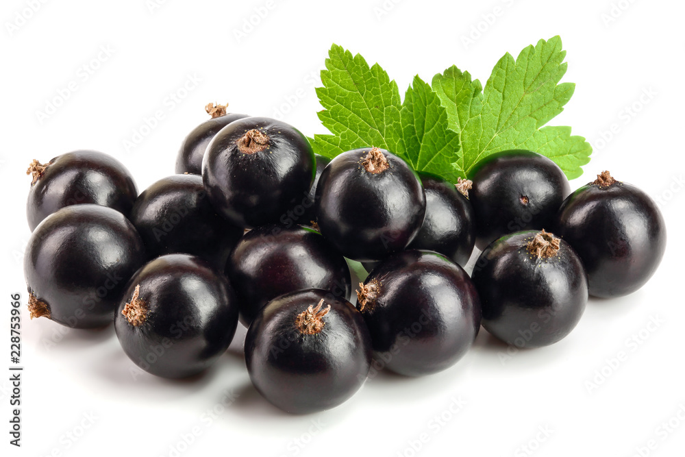 black currant with leaf isolated on white background black currant with leaf isolated on white background