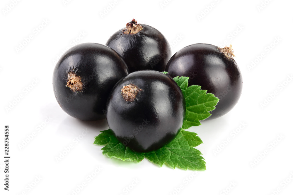 black currant with leaf isolated on white background black currant with leaf isolated on white background