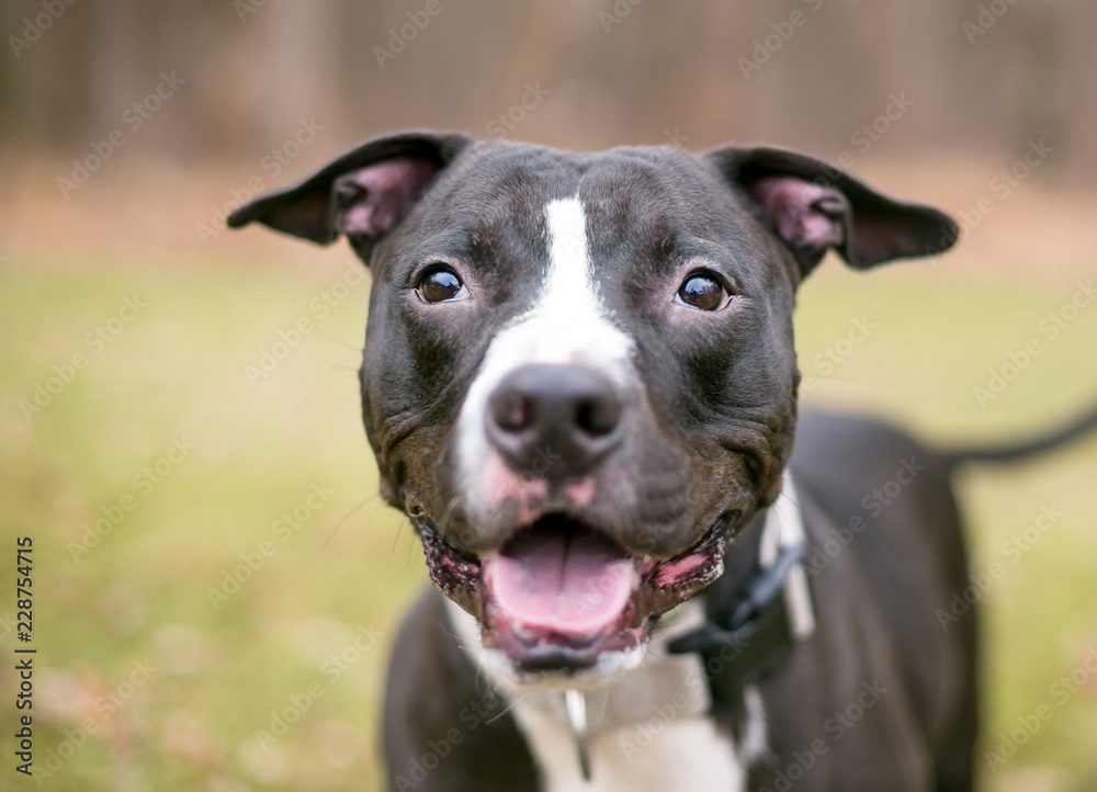 A black and white Pit Bull Terrier mixed breed dog with a happy expression