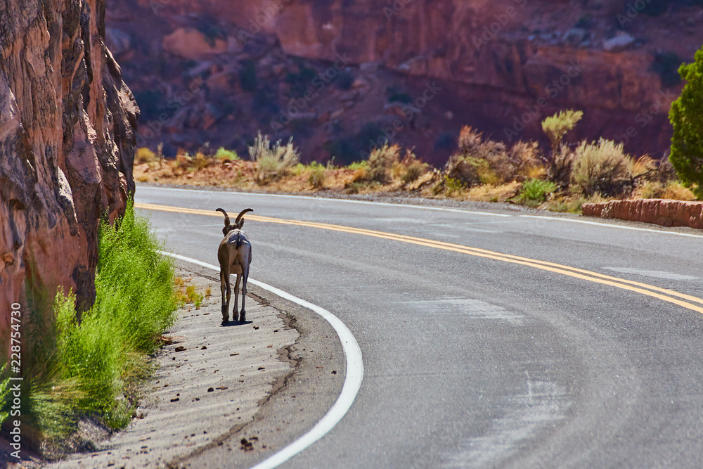 Obraz premium Animal Mountain Goat crossing road