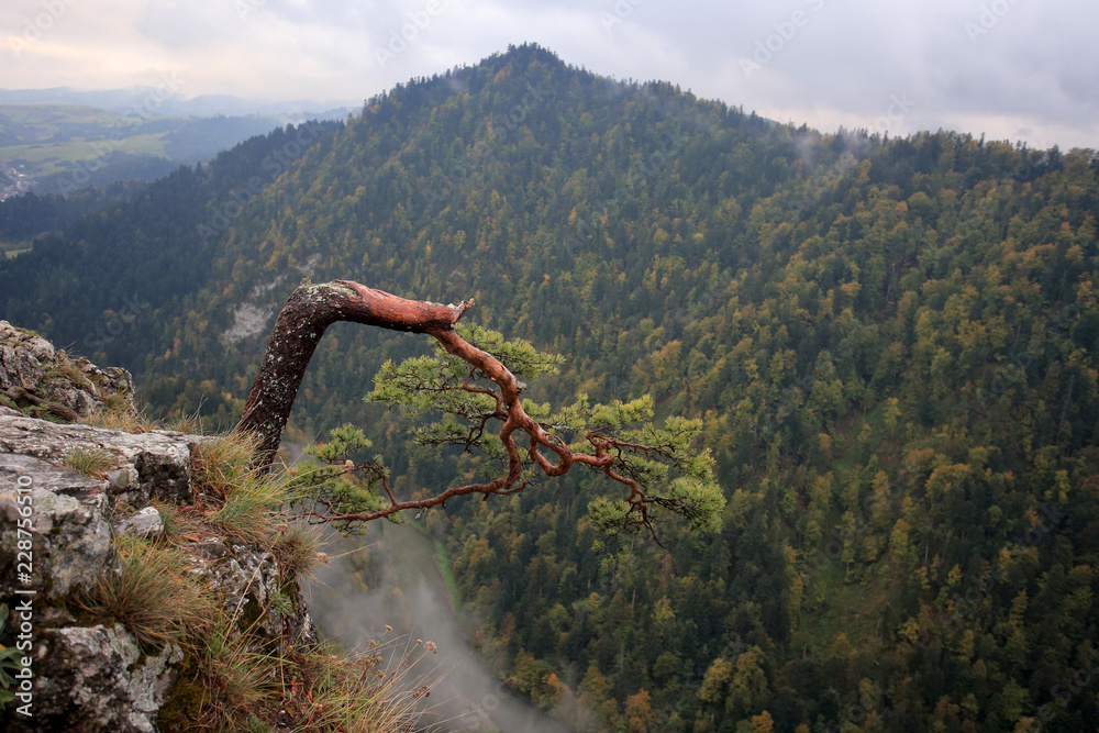 Plakat Sosna zwyczajna (Pinus sylvestris) na szczycie Sokolicy w Pieninach