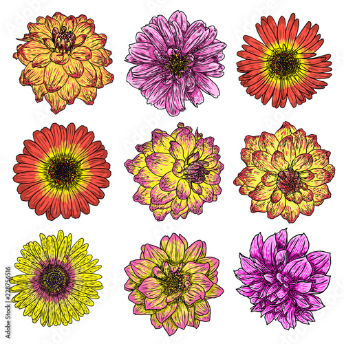 Set of isolated Daisy, Dahlias, Zinnia and Gerbera ink hand drawn flower illustration in black and color plane outline on white background. Spring botanical flowers vector.