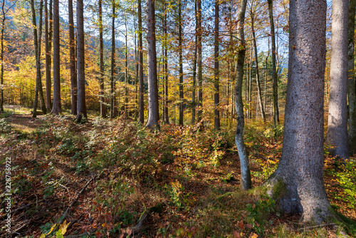 Herbstlicher Wald © lexpixelart
