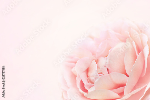 Summer blossoming delicate rose on blooming flowers festive background  pastel and soft bouquet floral card  toned