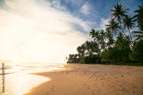 Tropical idylic sunset on beach with palms near Weligama, Sri Lanka. .