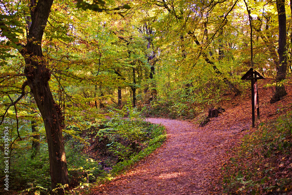 Beautiful tourist path in an autumn forest
