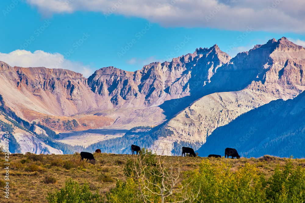 Rocky Mountains Cows Grazing Farming