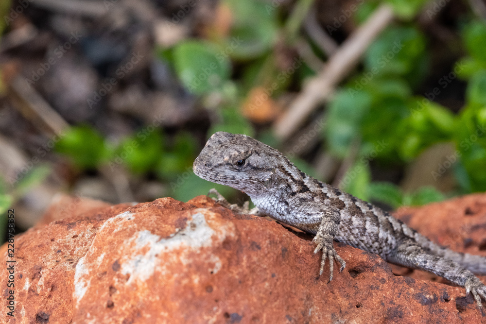 lizard on rock lizard on rock
