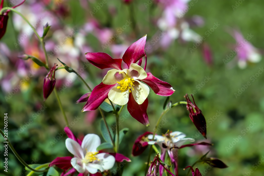 Obraz premium Flowers of the Columbine, Aquilegia, blossom in early summer, Bavaria, Germany, Europe