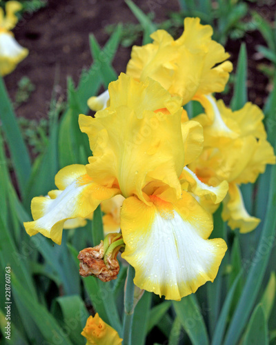 Yellow and White Irises