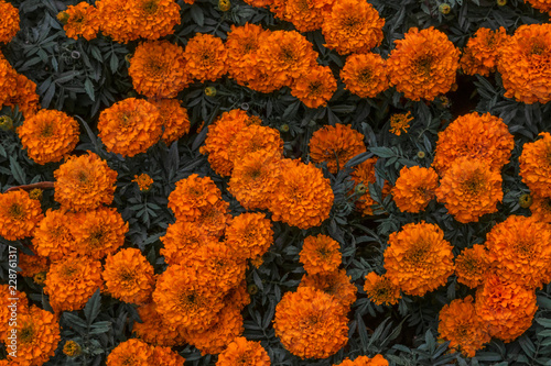 Cempasuchil flower used for mexican day of the dead altars