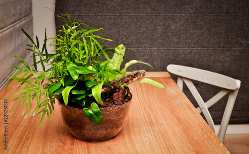 Ferns in the glass, natural style pot photo