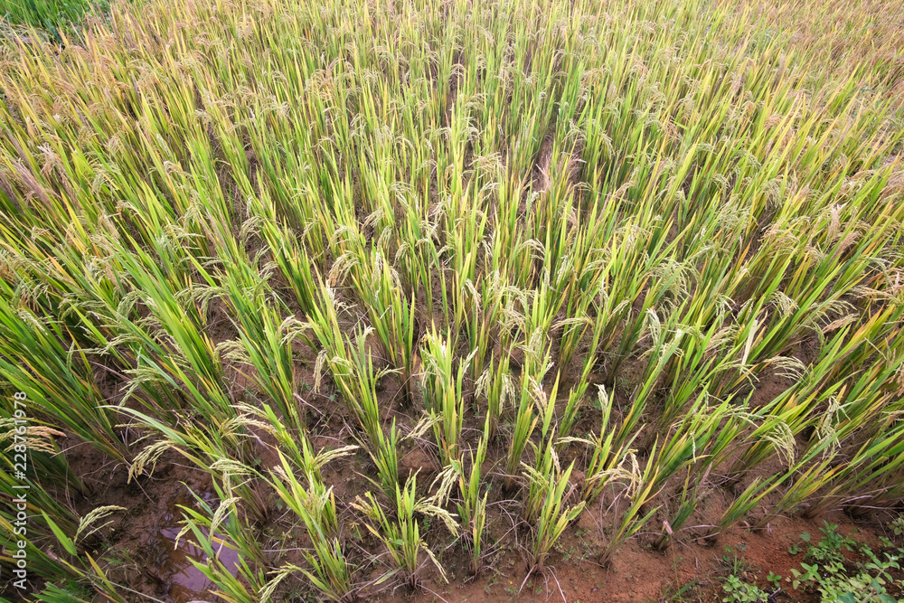 Obraz premium Rice field. Closeup of yellow paddy rice field with green leaf in autumn. Royalty high-quality free stock image of beautiful close up of organic rice fields or paddy field prepare the harvest