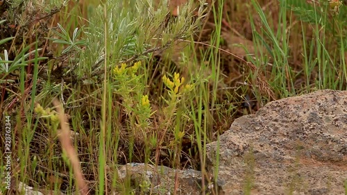 Yellow Seedum Plant with Sagebrush and Rock photo