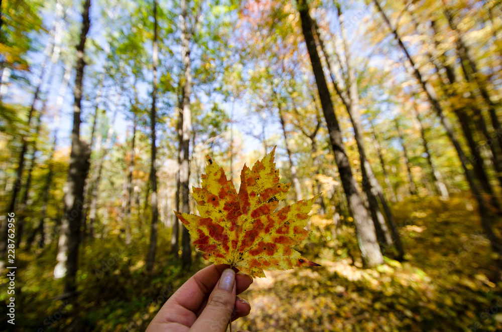 Fototapeta premium Female hand holds up a single colorful maple leaf while in a forest at Banning State Park in Minnesota