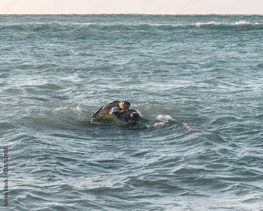 Fototapeta premium turtles