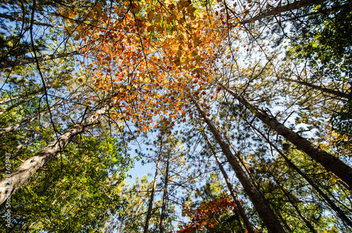 Wide angle view looking up to sky of trees with fall colors in Banning State Park in Sandstone Minnesota
