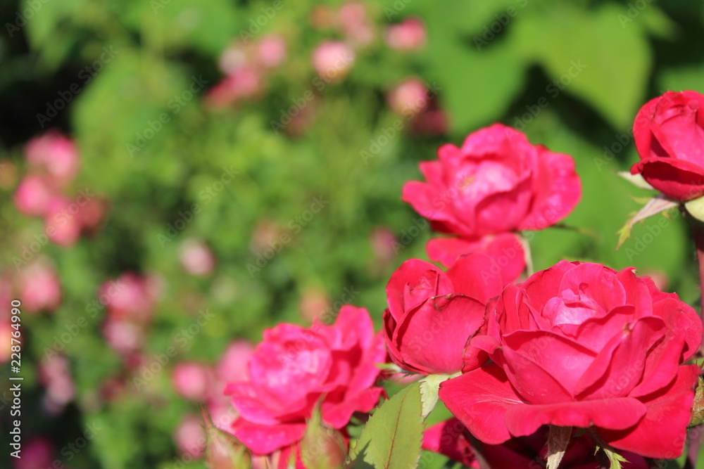 Pink rose