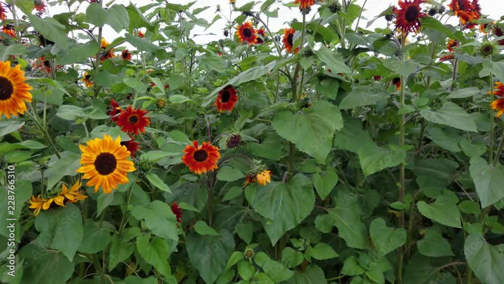 There are also orange sunflowers blooming aside from the standard