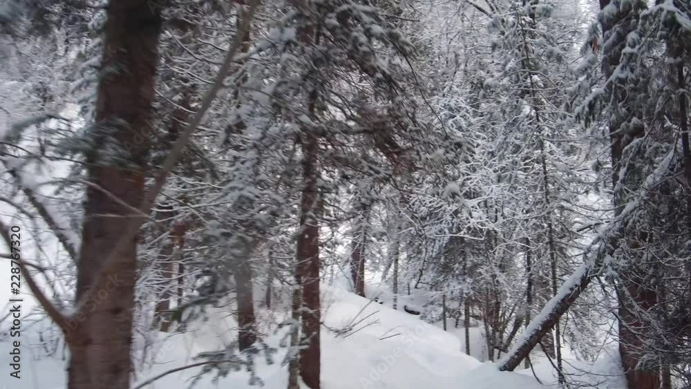 Walking along footpath in winter taiga forest under heavy snow along Tevenek (Third river) river on the bank of Teletskoe lake Walking along footpath in winter taiga forest under heavy snow along Tevenek (Third river) river on the bank of Teletskoe lake
