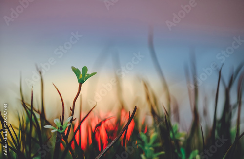 Grass flowers are in the city with light colored night glares that are blurred background.Soft Focus Image.