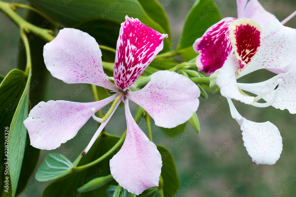 Obraz premium pink and white flowers