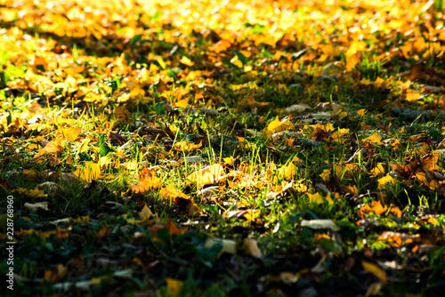 Autumn leaves in the grass in bright yellow light