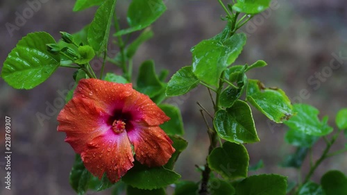 Beautiful Hibiscus in rainfall. The mid shot shows the attractive colors of the flower along with the deep greens of the leaves. Rain drops hitting and bouncing of the leaves. photo