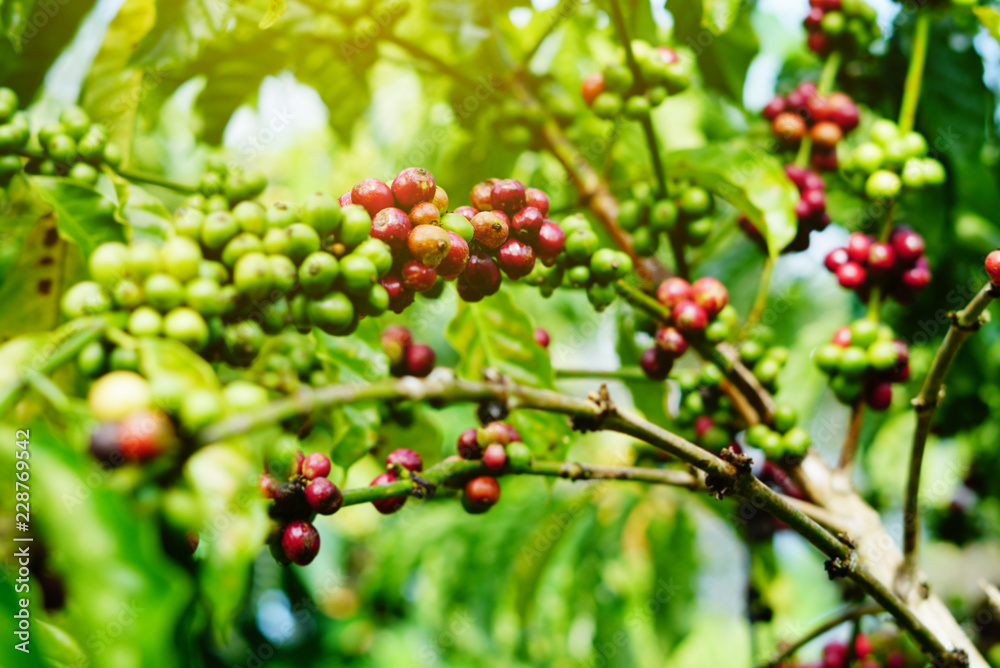 Robusta coffee farm and plantation on the south mountain of Thailand. Robusta coffee farm and plantation on the south mountain of Thailand.