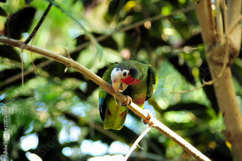 Cuban amazon (Amazona leucocephala) perched on a branch gnawing on a twig.