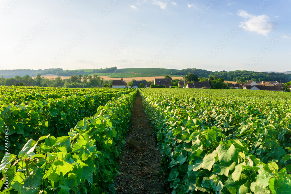 Obraz premium Row vine grape in champagne vineyards at montagne de reims countryside village background, France
