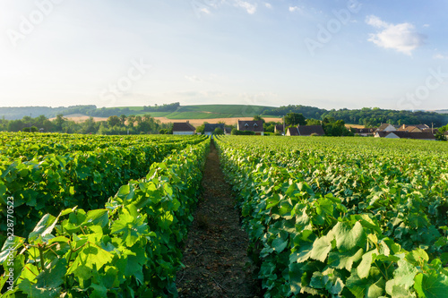 Row vine grape in champagne vineyards at montagne de reims countryside village background  France